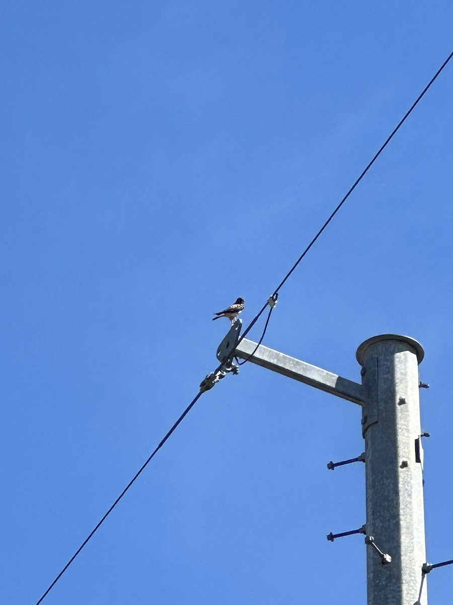 American Kestrel - ML620185006