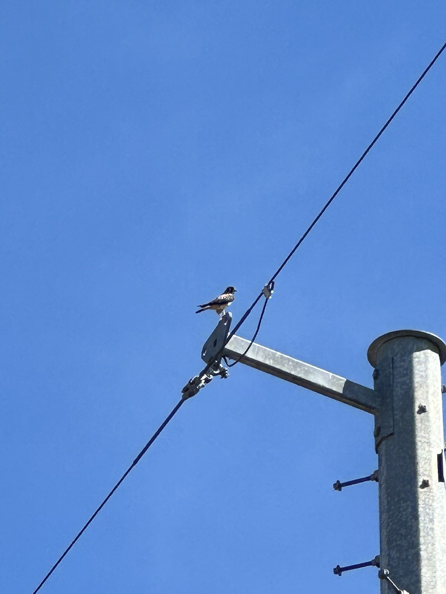 American Kestrel - ML620185007