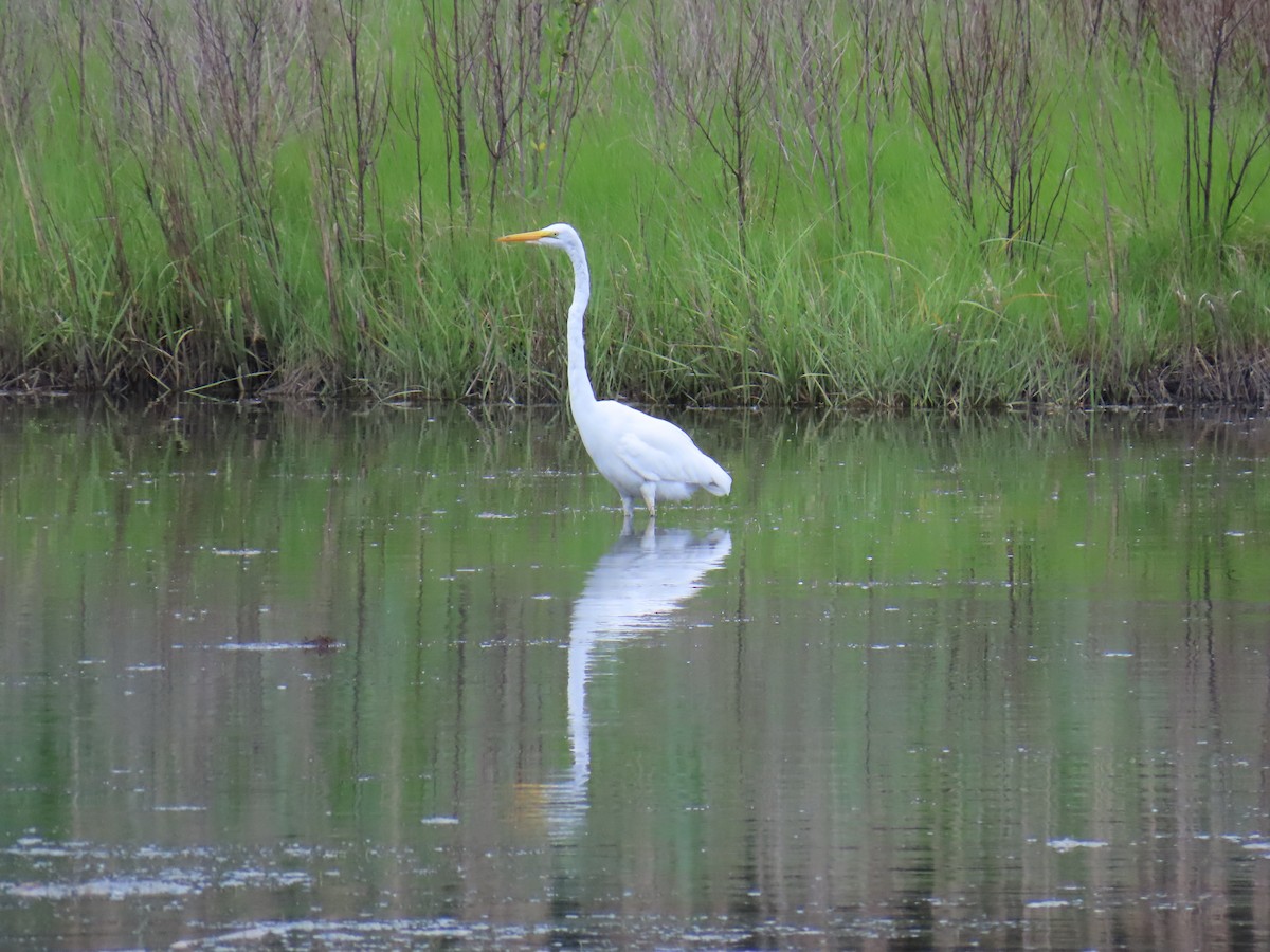 Great Egret - ML620185008