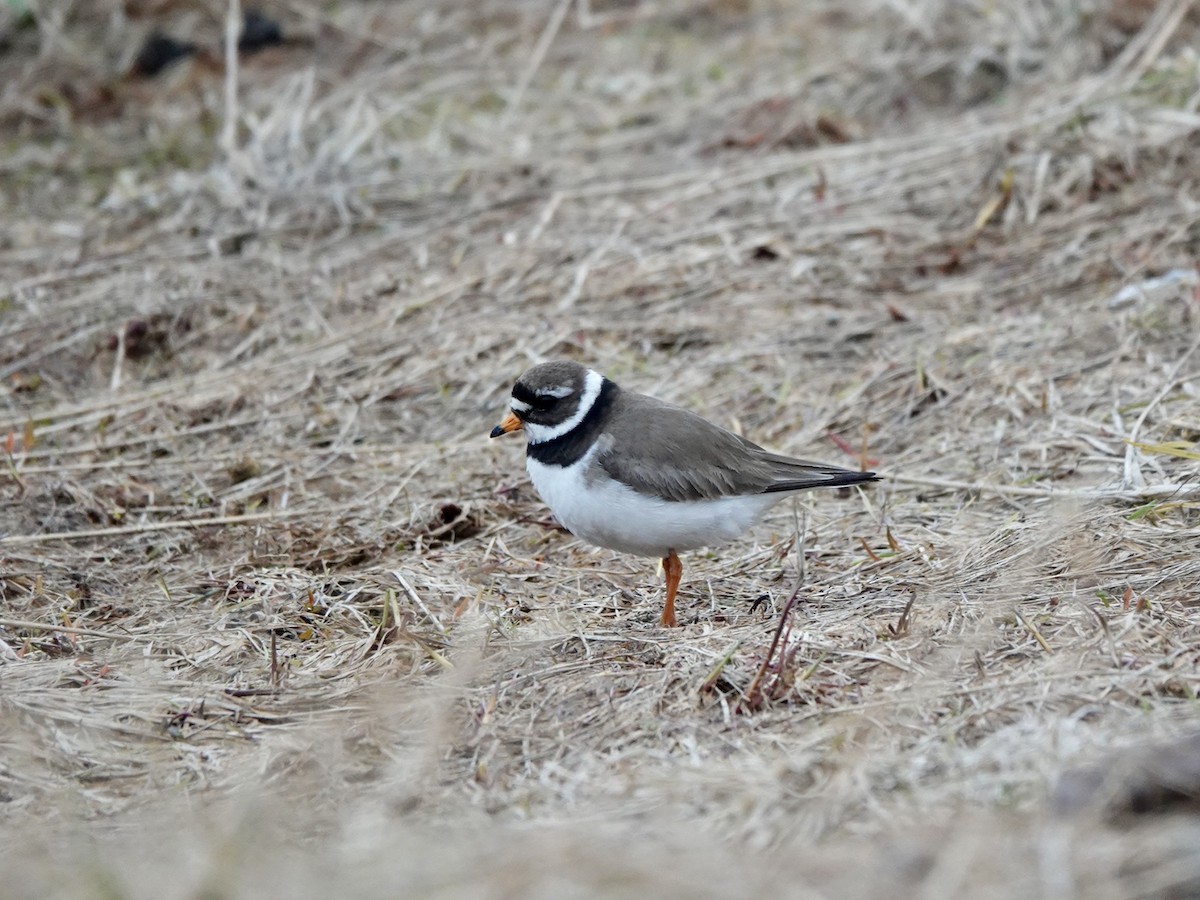 Common Ringed Plover - ML620185009