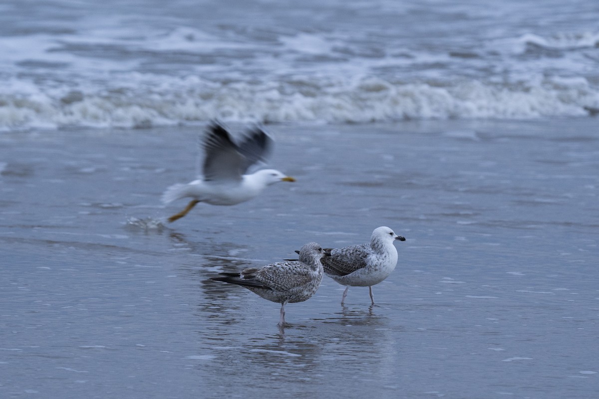 Caspian Gull - ML620185011