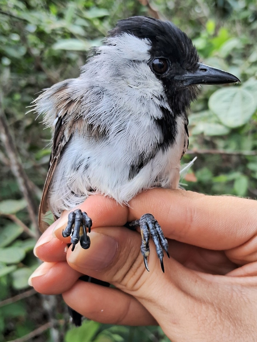 Silvery-cheeked Antshrike - ML620185015