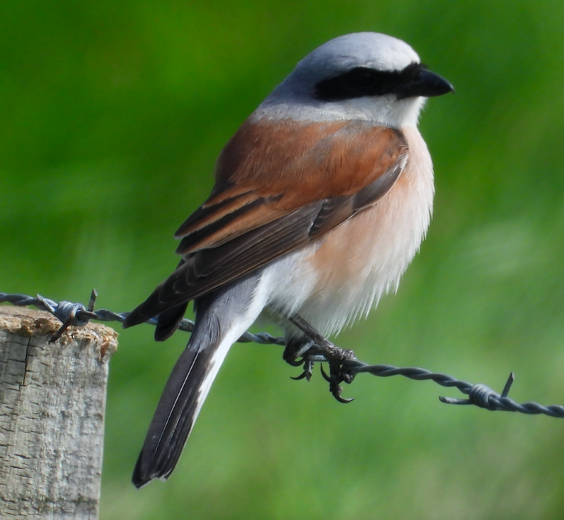 Red-backed Shrike - ML620185022