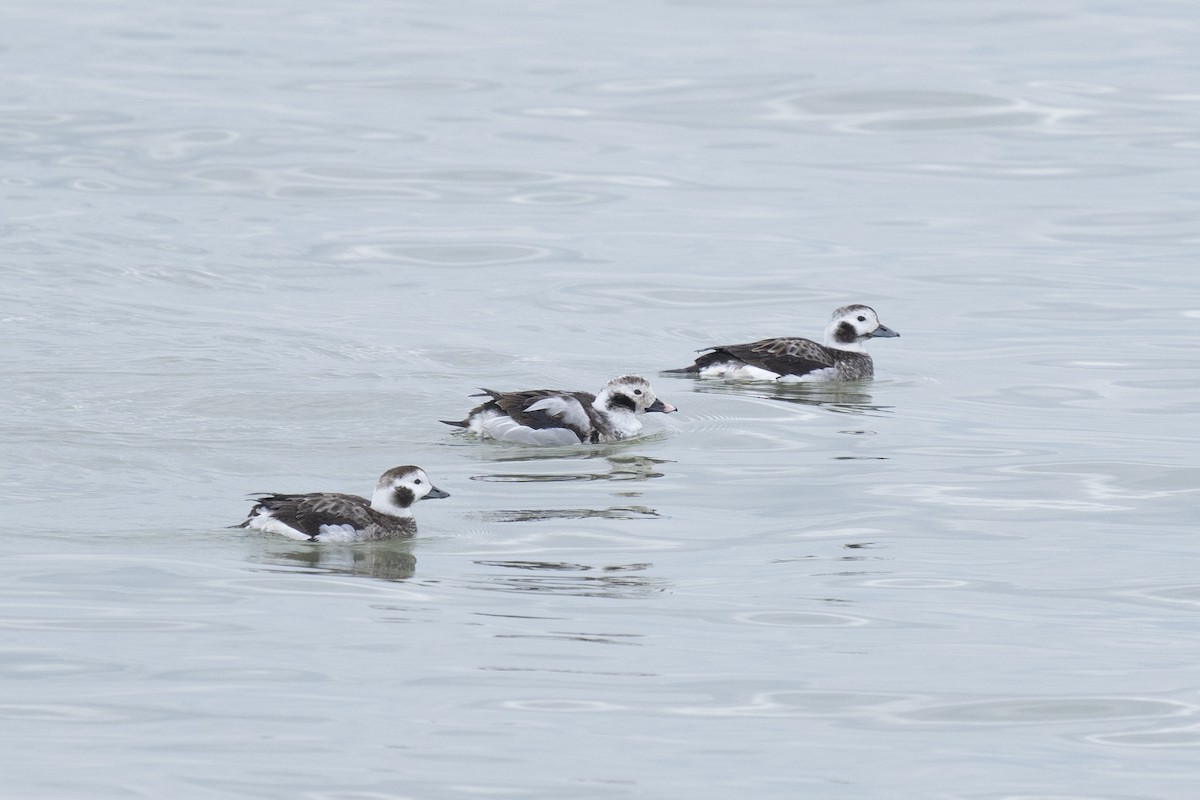 Long-tailed Duck - ML620185024