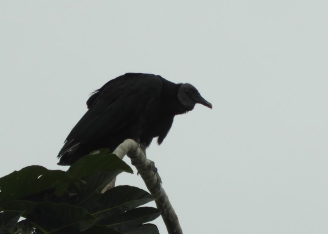 Black Vulture - ML620185025