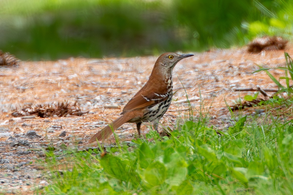 Brown Thrasher - ML620185030