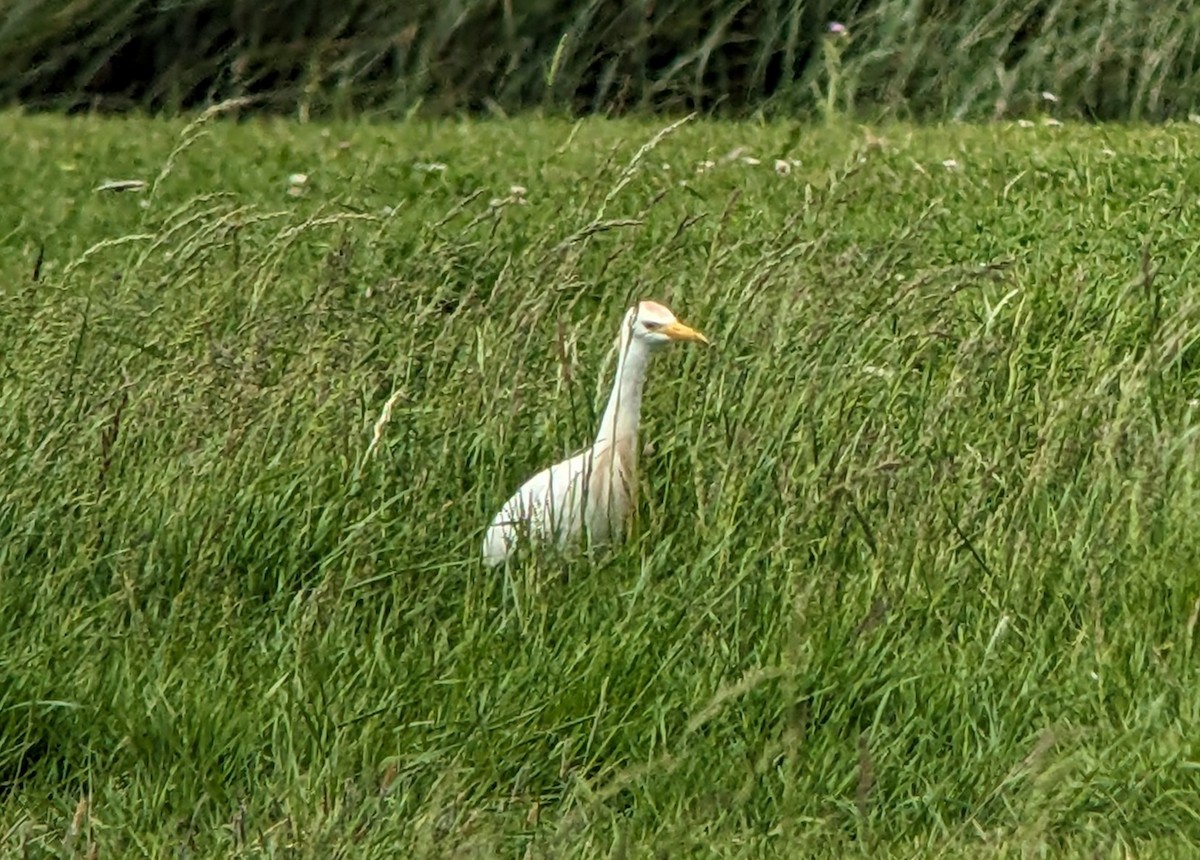 Western Cattle Egret - ML620185034