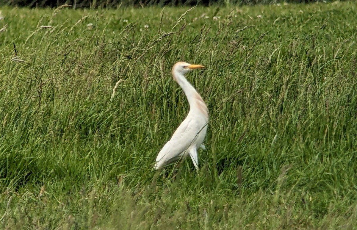 Western Cattle Egret - ML620185037