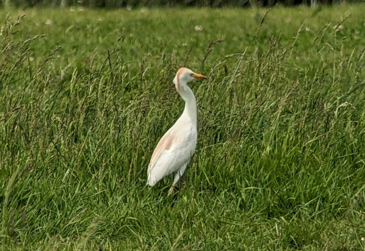 Египетская цапля (ibis) - ML620185040