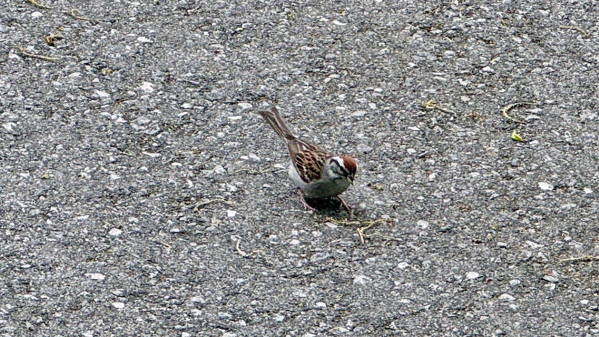 Chipping Sparrow - ML620185043