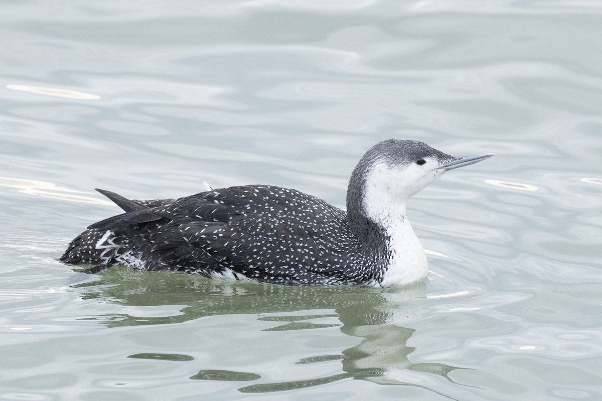 Red-throated Loon - ML620185045