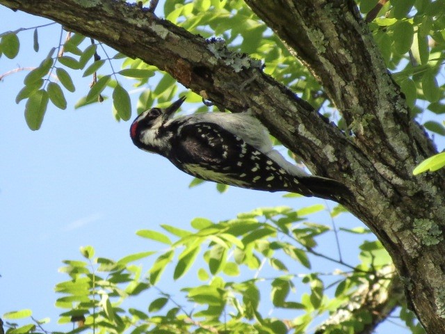 Hairy Woodpecker - ML620185046