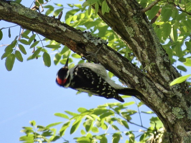 Hairy Woodpecker - ML620185047