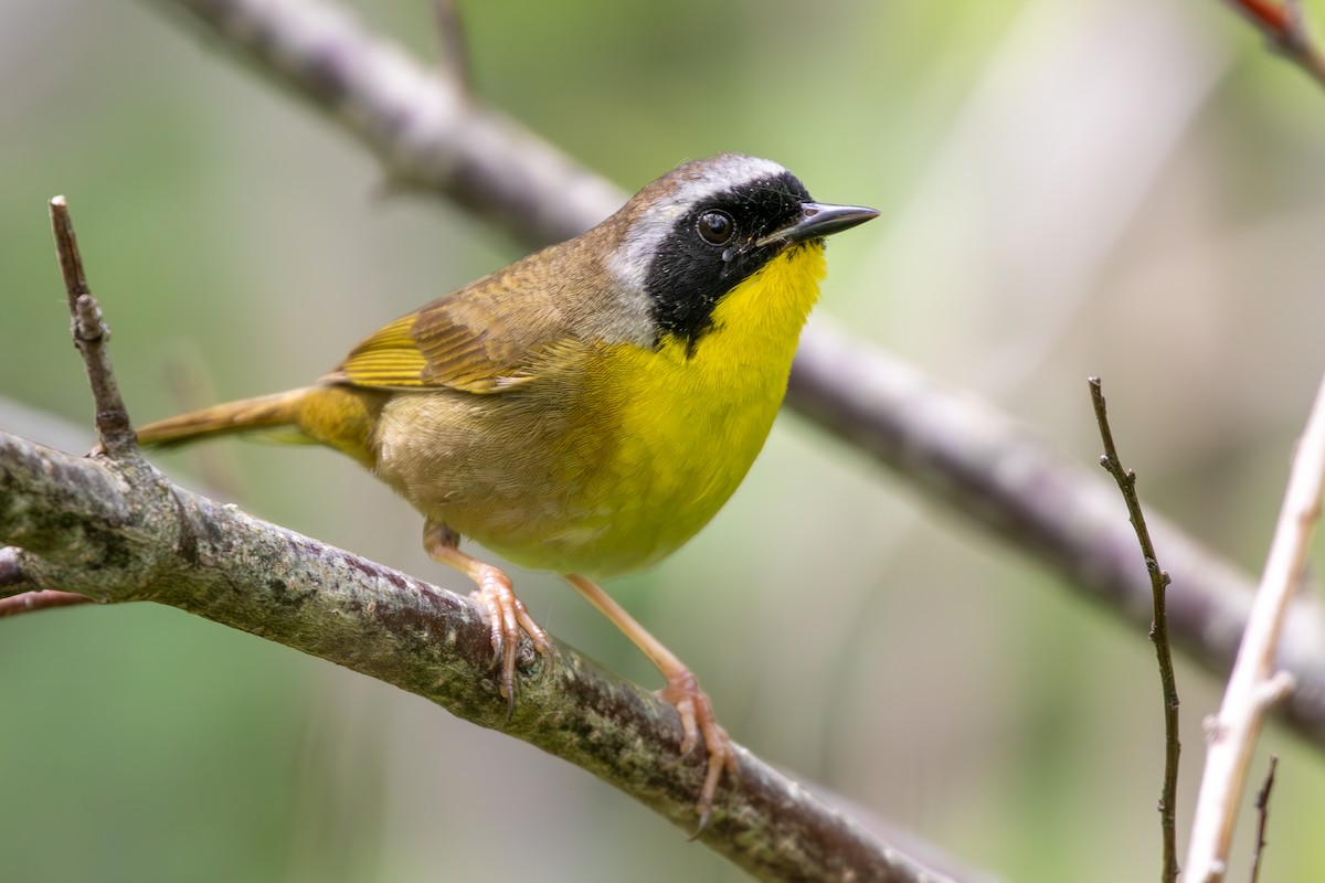 Common Yellowthroat - ML620185059