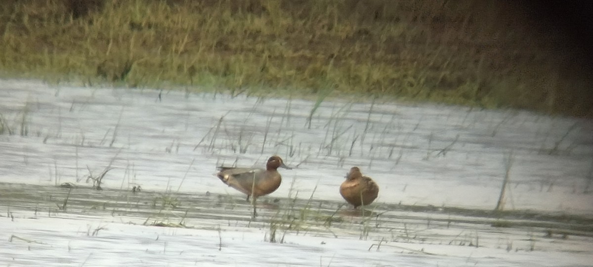 Green-winged Teal - ML620185065