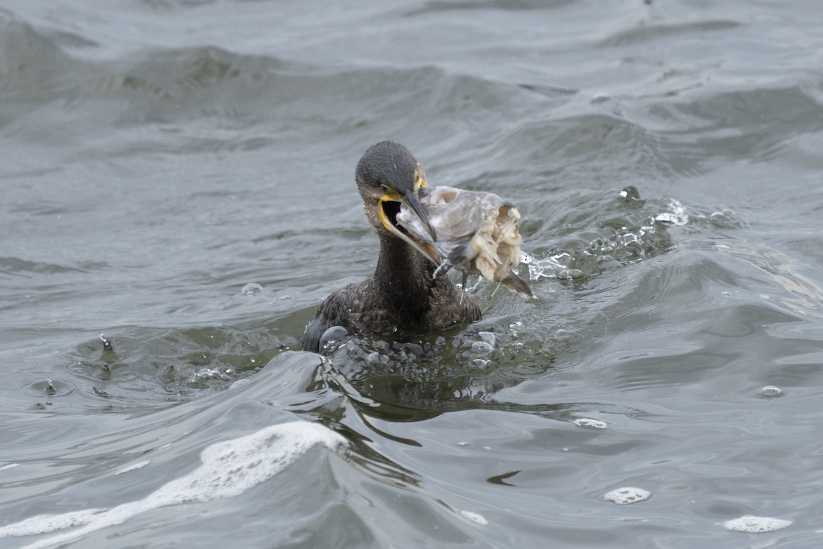 Great Cormorant - ML620185067