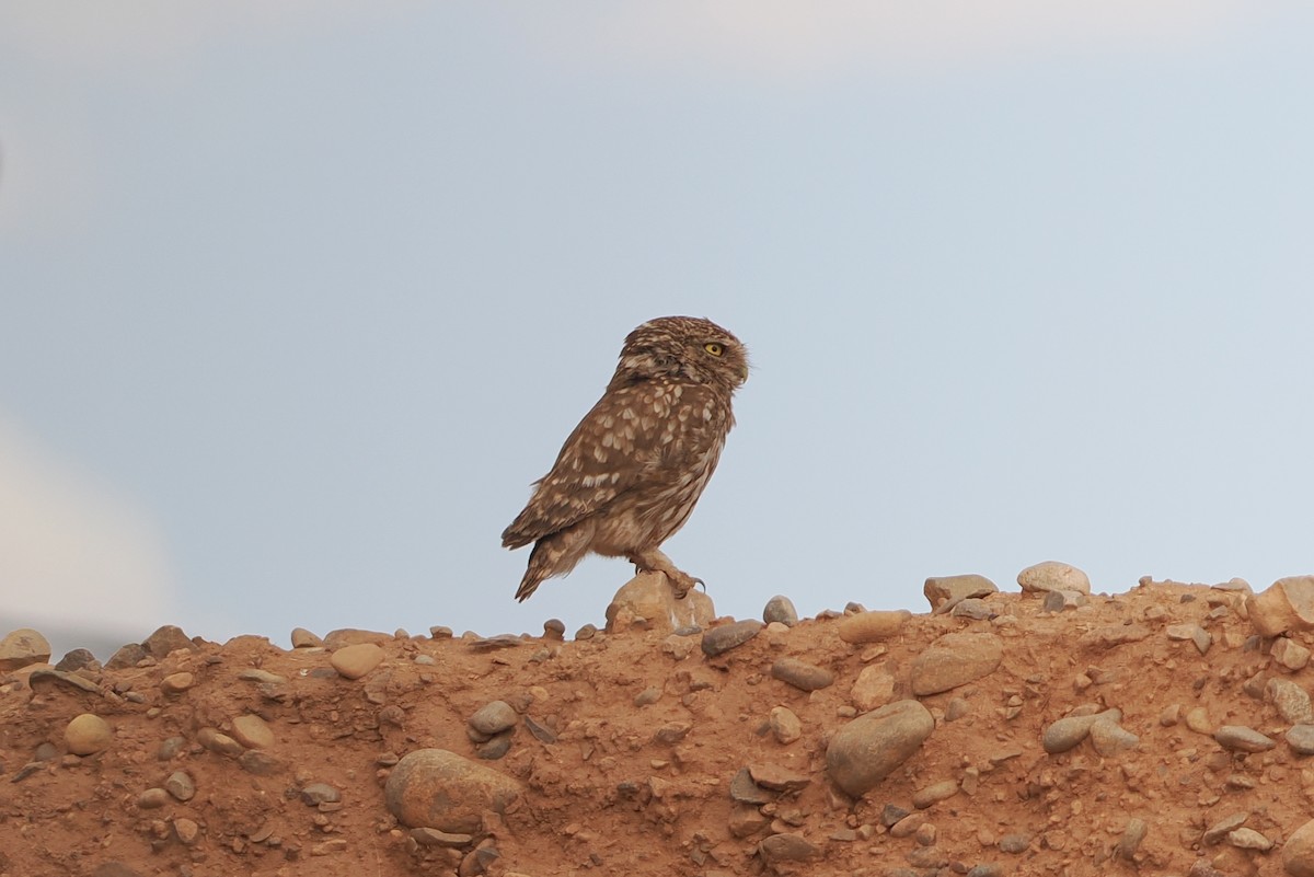 Little Owl - ML620185072