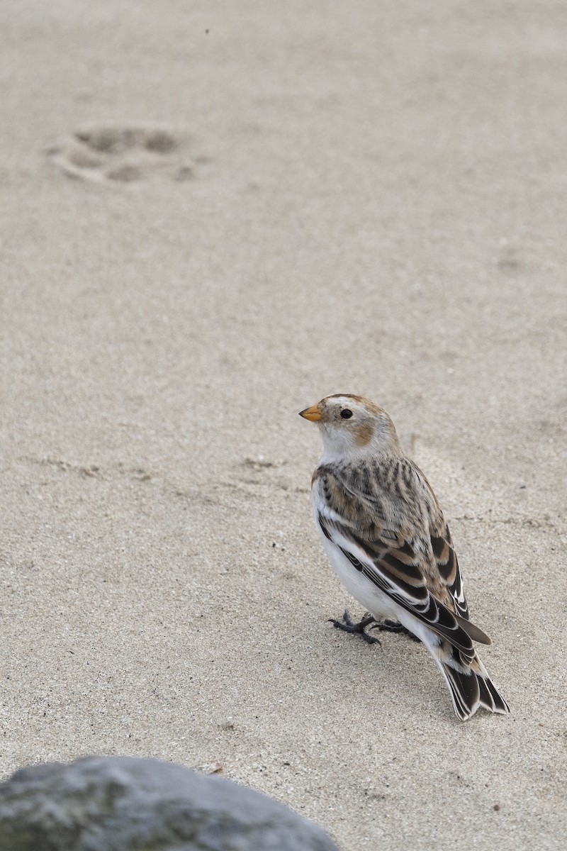 Snow Bunting - ML620185078