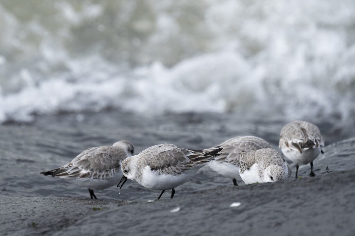 Sanderling - ML620185090