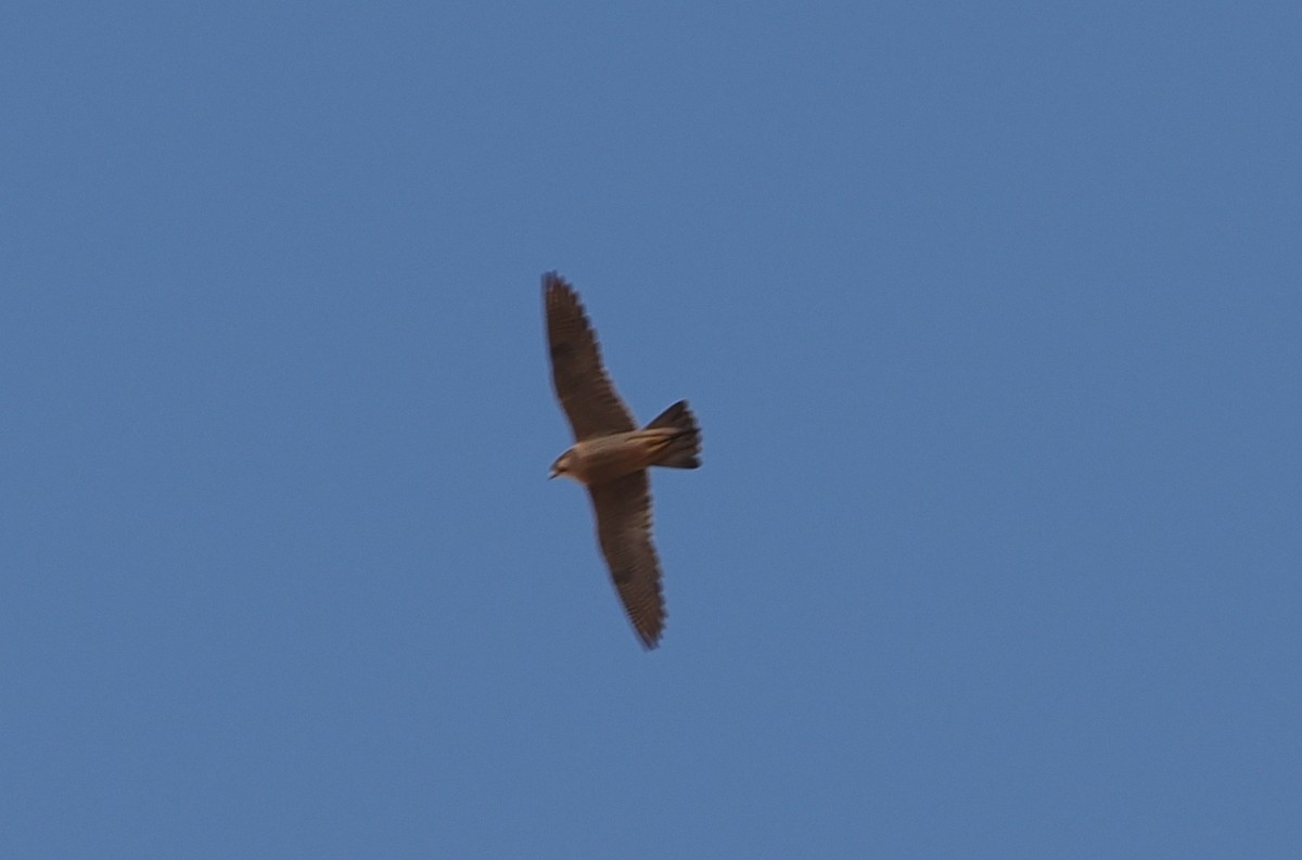 Peregrine Falcon (Barbary) - ML620185091