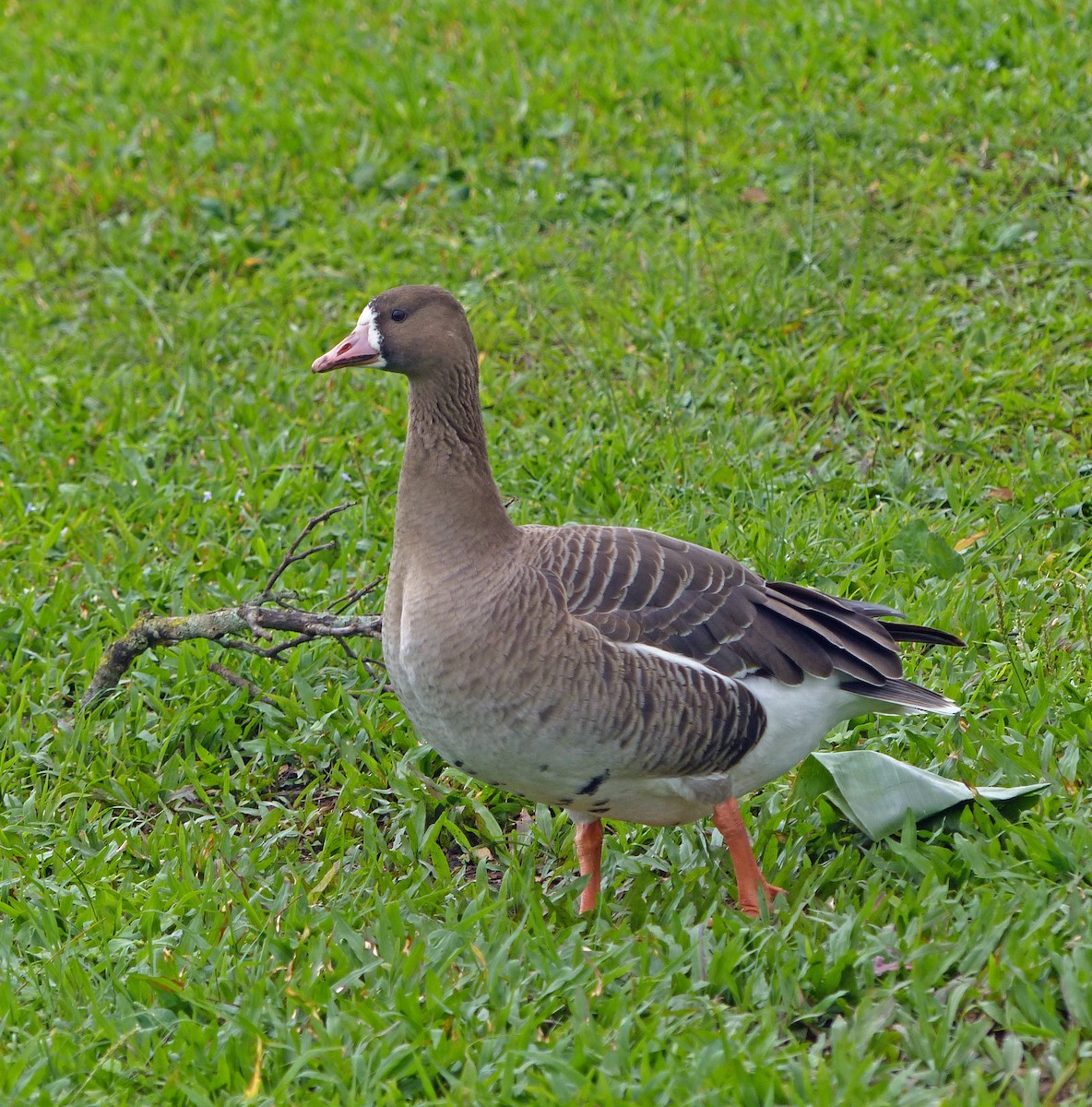 Greater White-fronted Goose - ML620185092