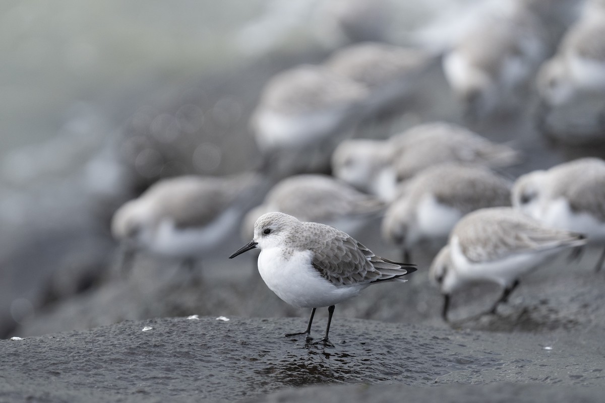 Sanderling - ML620185104