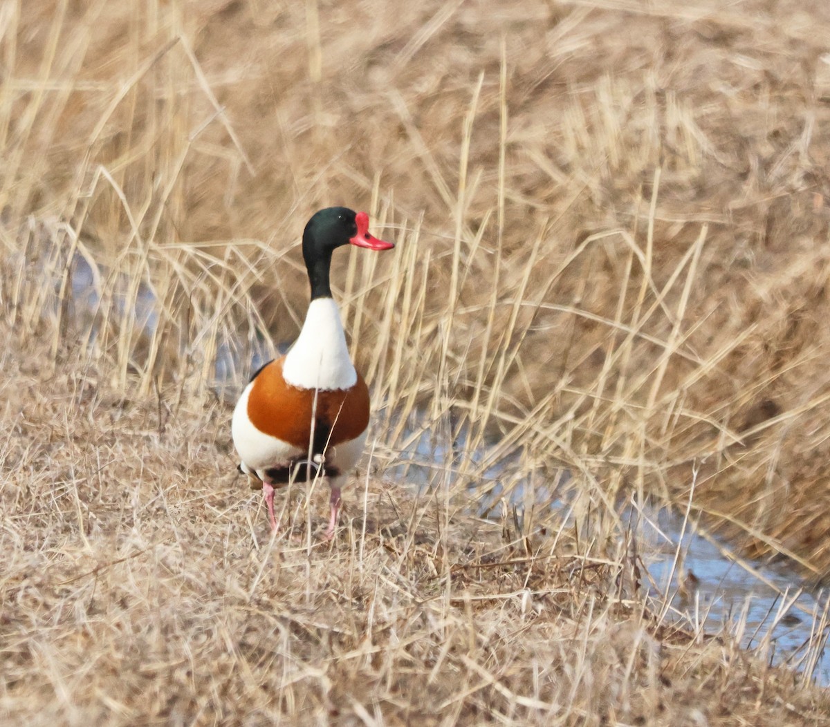 Common Shelduck - ML620185110