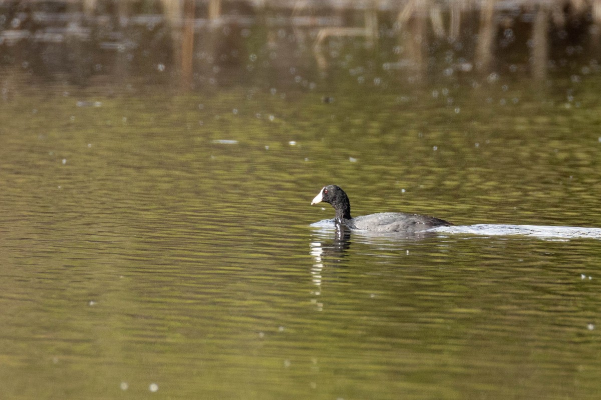 American Coot - ML620185111