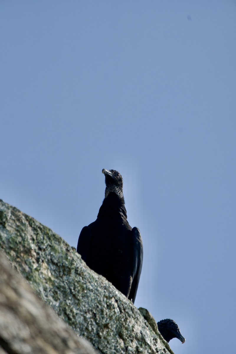 Black Vulture - ML620185112
