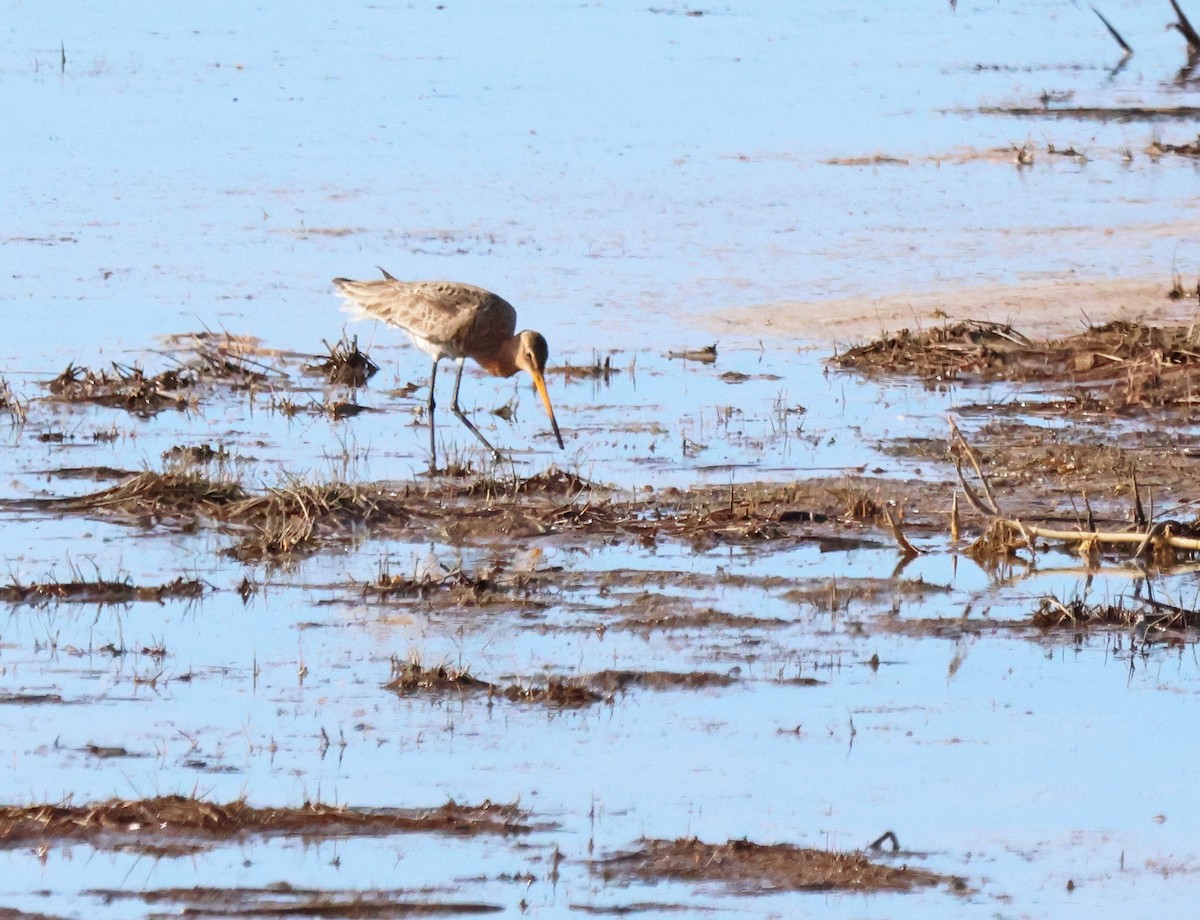 Black-tailed Godwit - ML620185126