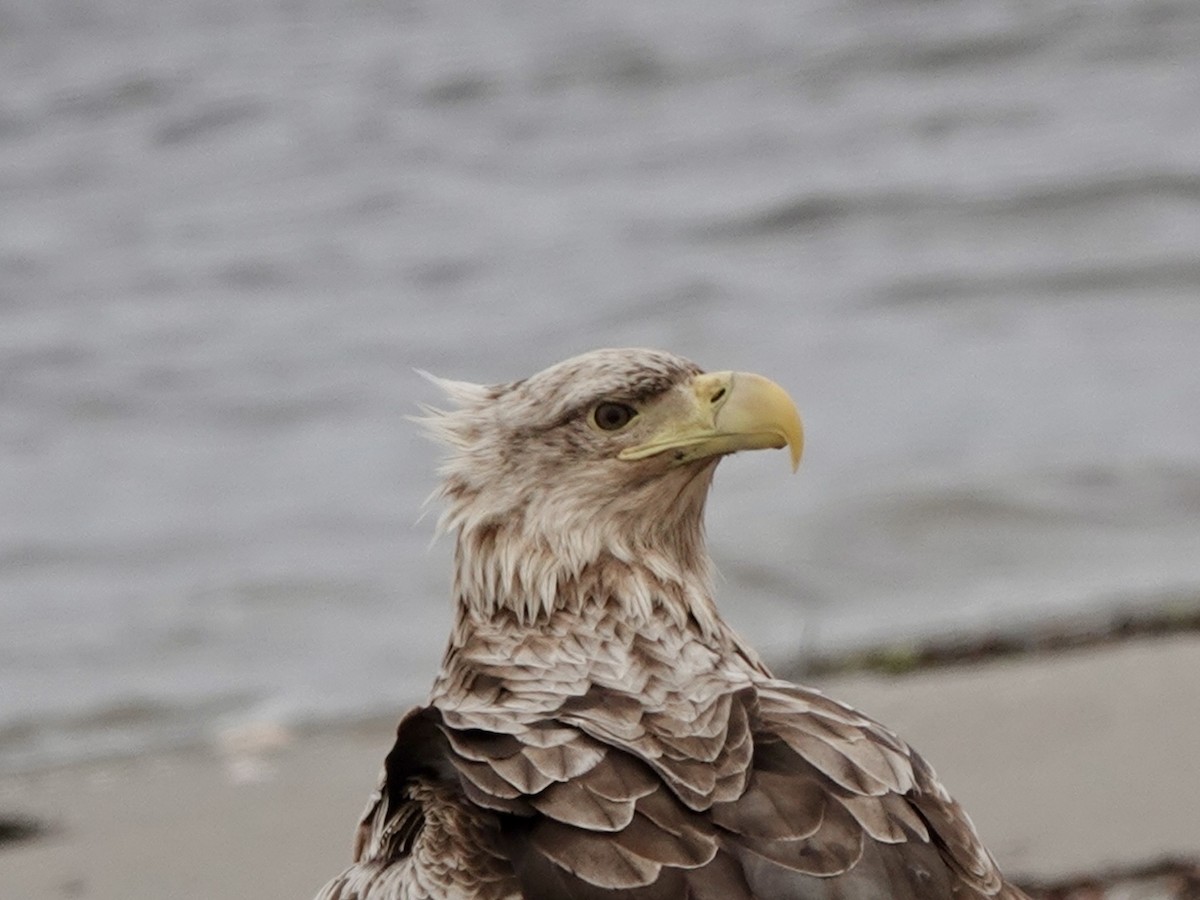 White-tailed Eagle - ML620185129