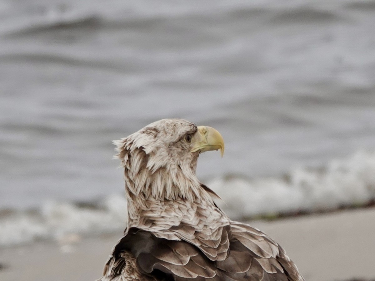 White-tailed Eagle - ML620185131