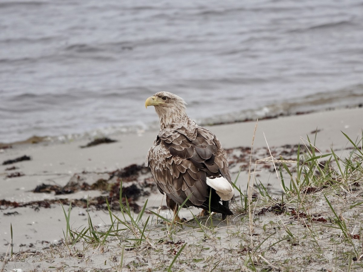 White-tailed Eagle - ML620185133