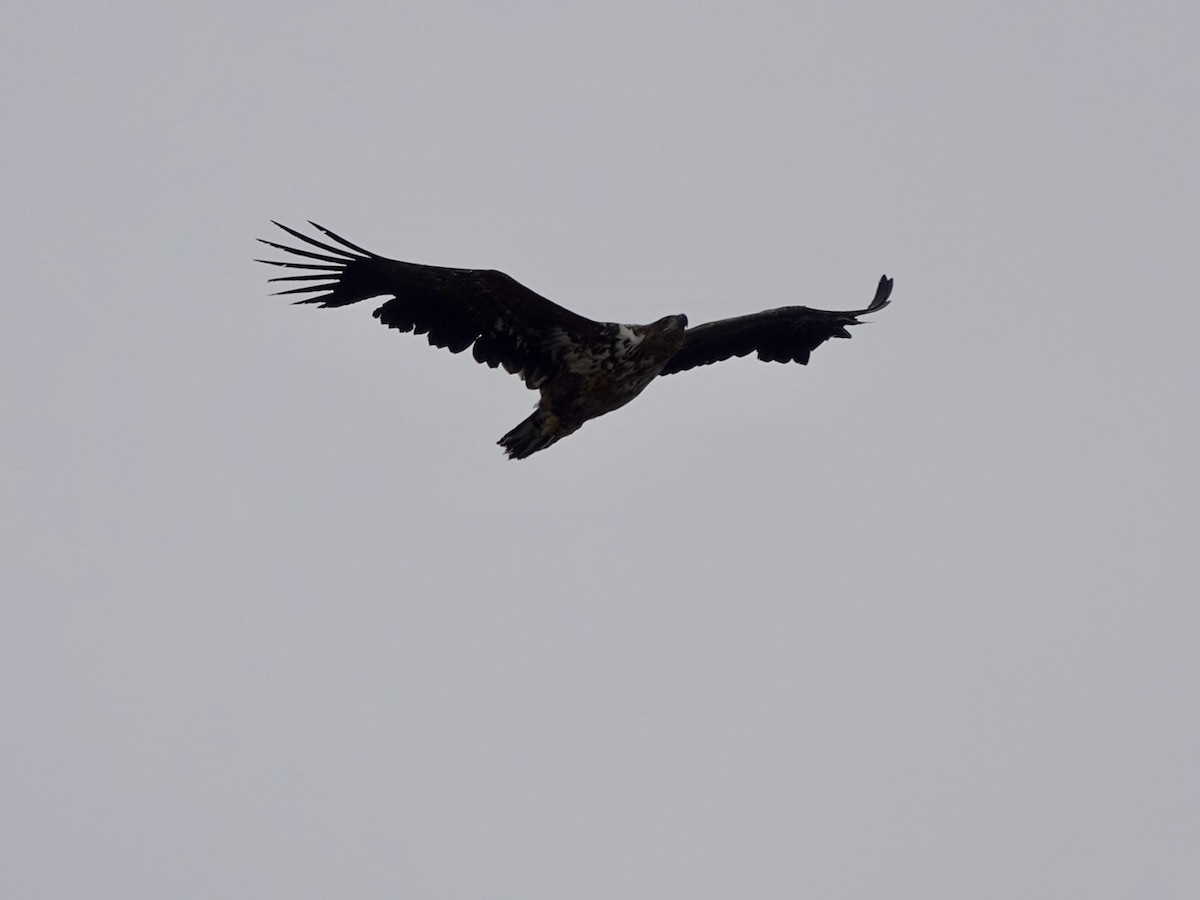 White-tailed Eagle - ML620185136