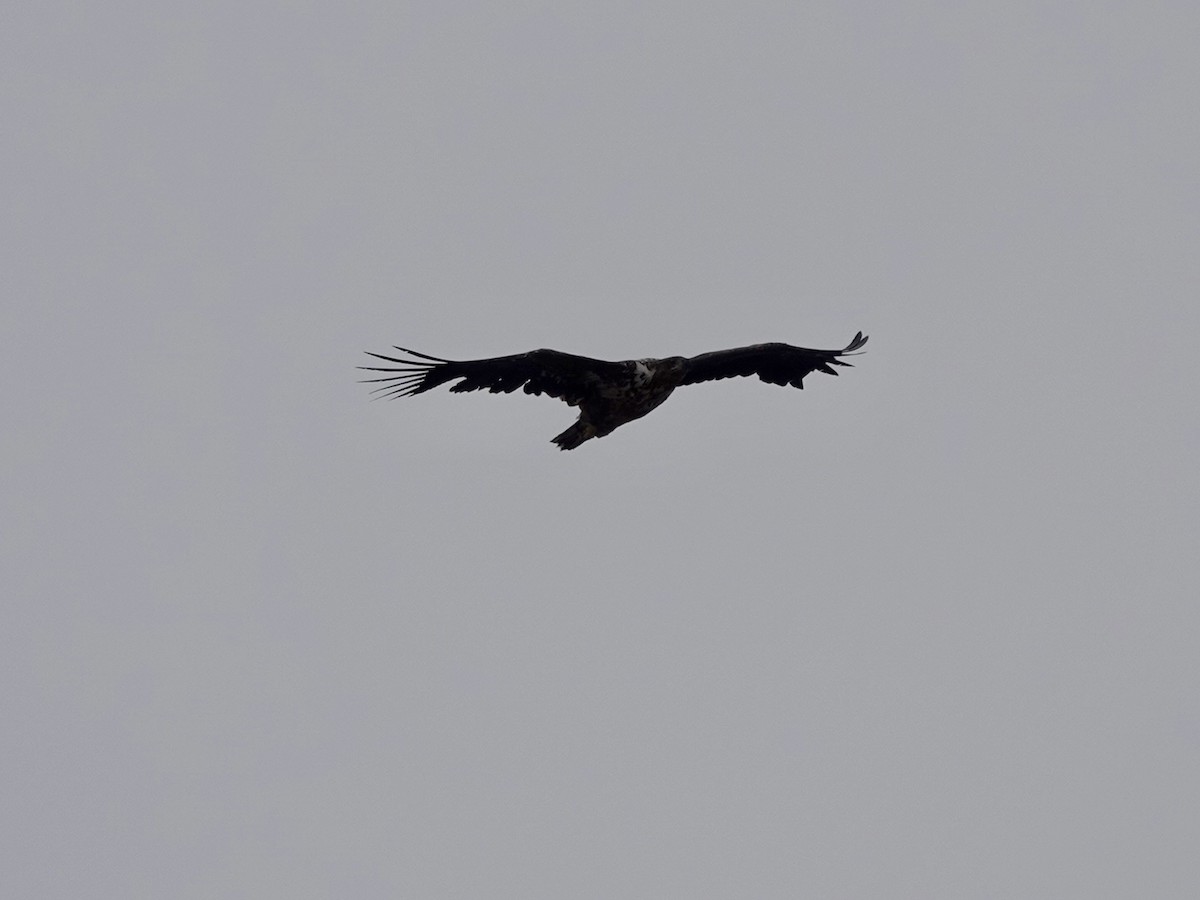 White-tailed Eagle - ML620185137