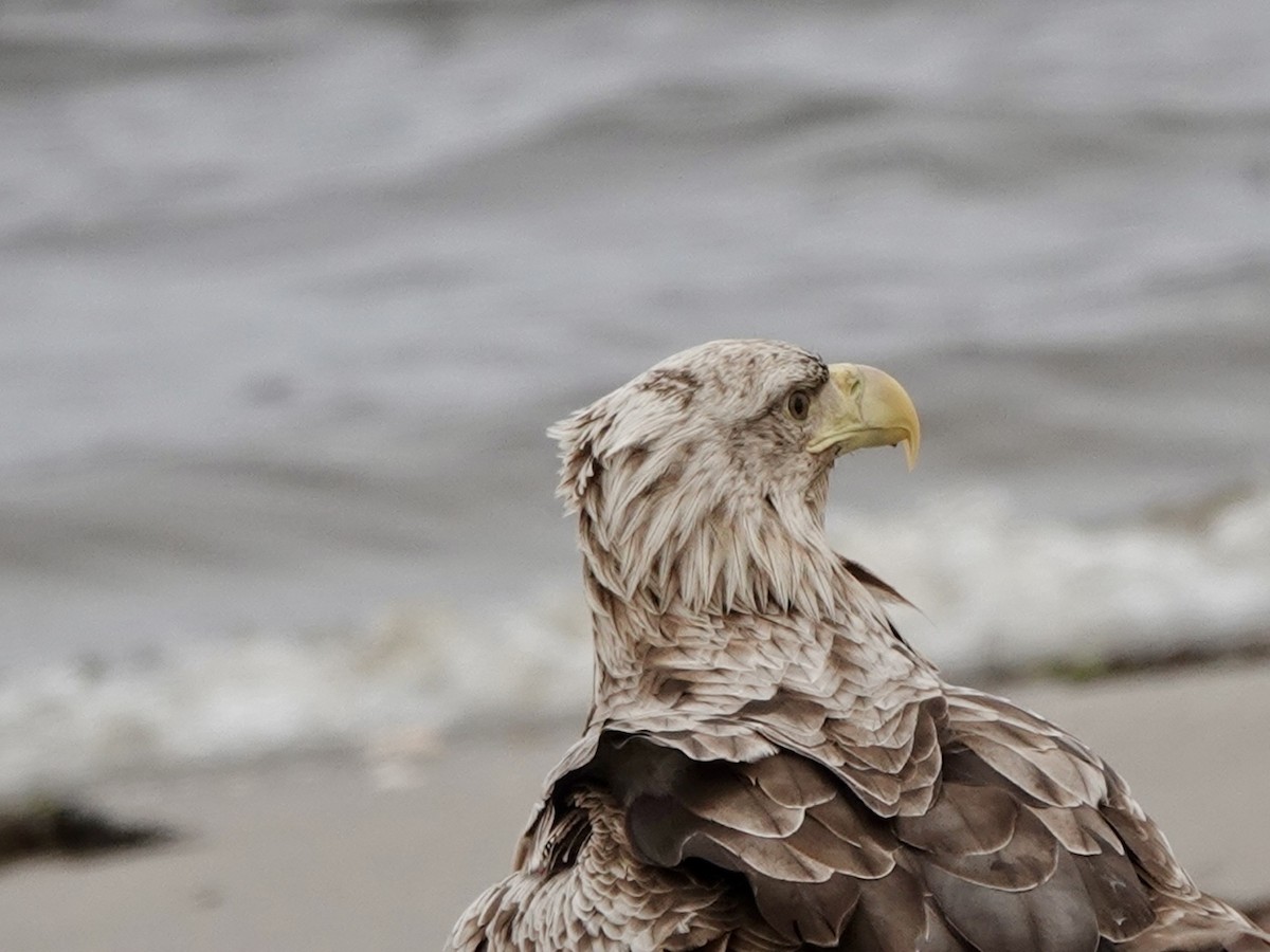 White-tailed Eagle - ML620185138