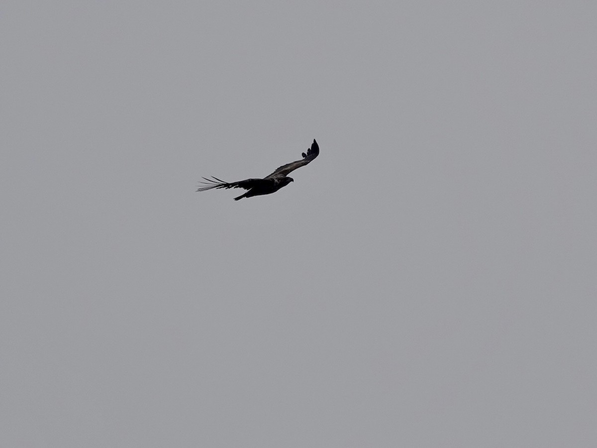 White-tailed Eagle - ML620185139