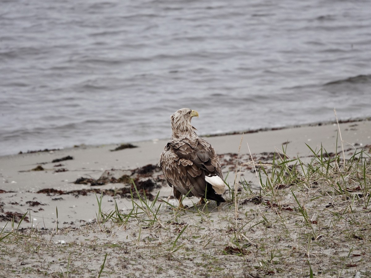 White-tailed Eagle - ML620185144