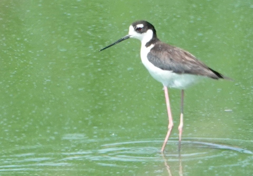 Black-necked Stilt - Peter Williams