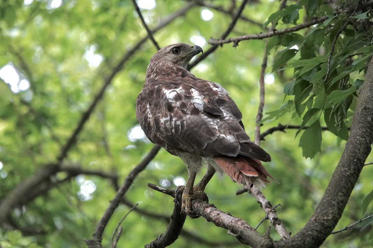 Red-tailed Hawk - ML620185162