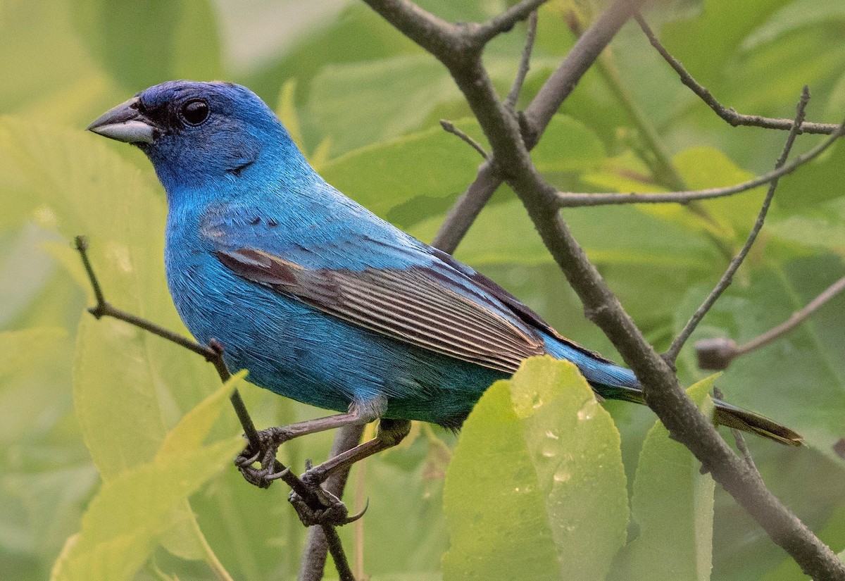 Indigo Bunting - ML620185167