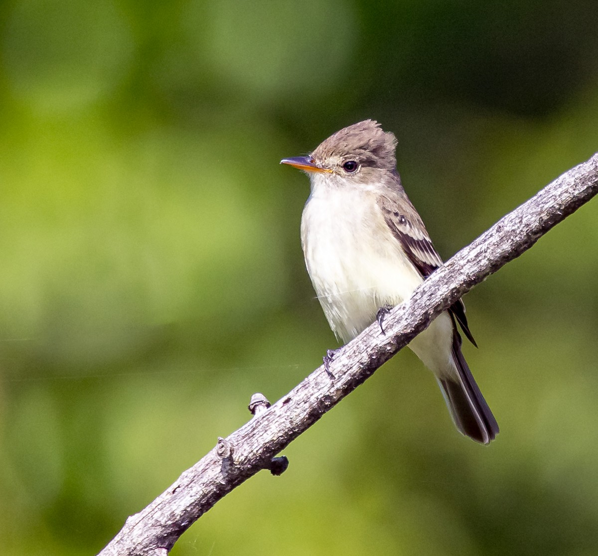 Alder Flycatcher - ML620185174