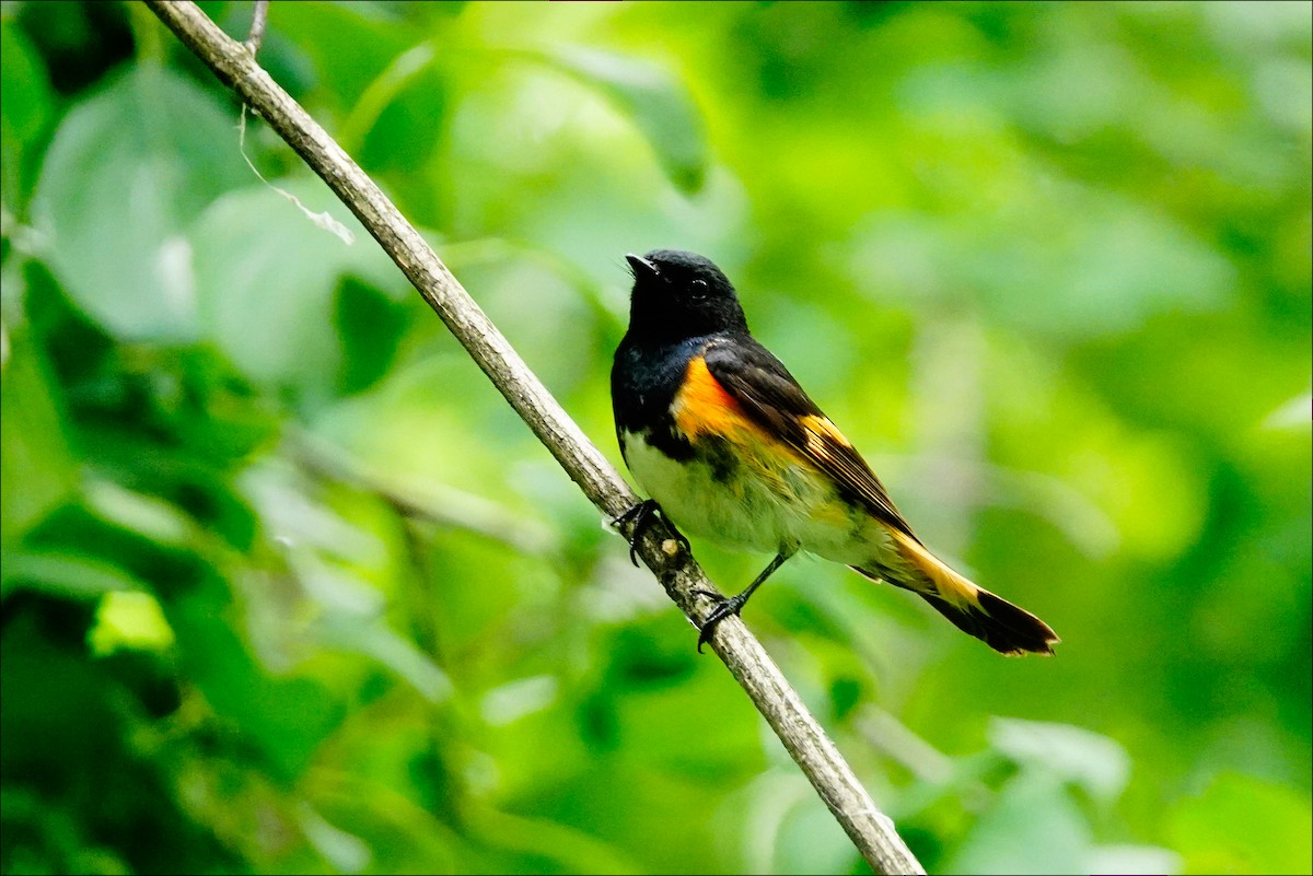 American Redstart - ML620185178