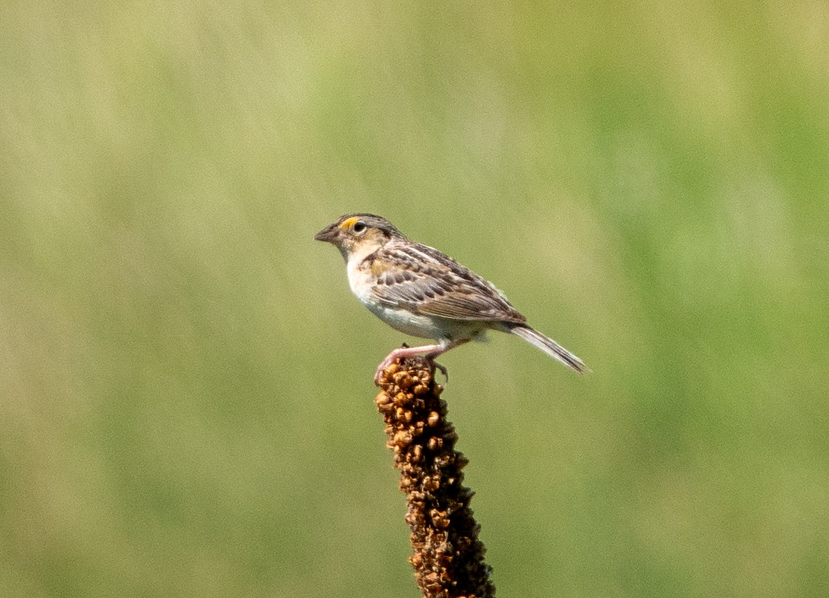 Grasshopper Sparrow - ML620185179