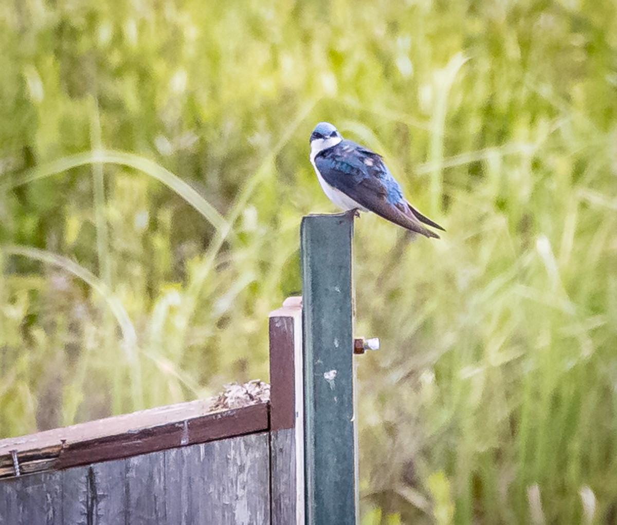 Golondrina Bicolor - ML620185182