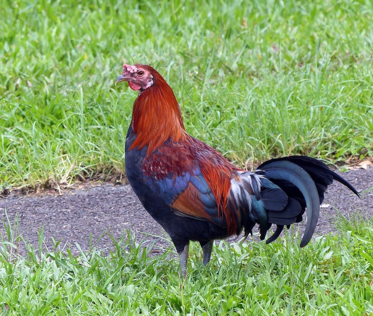 Red Junglefowl (Domestic type) - ML620185184