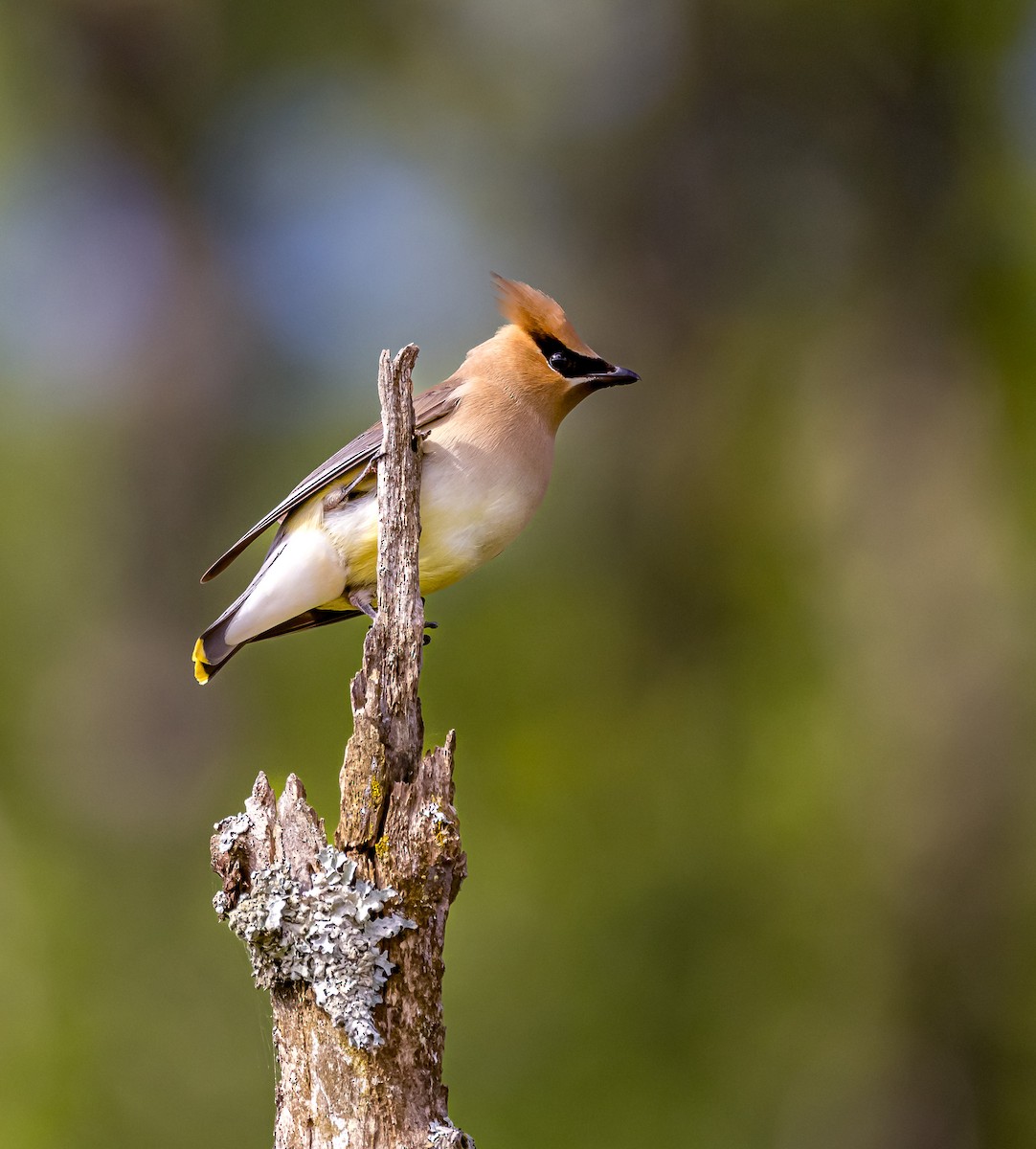 Cedar Waxwing - ML620185189