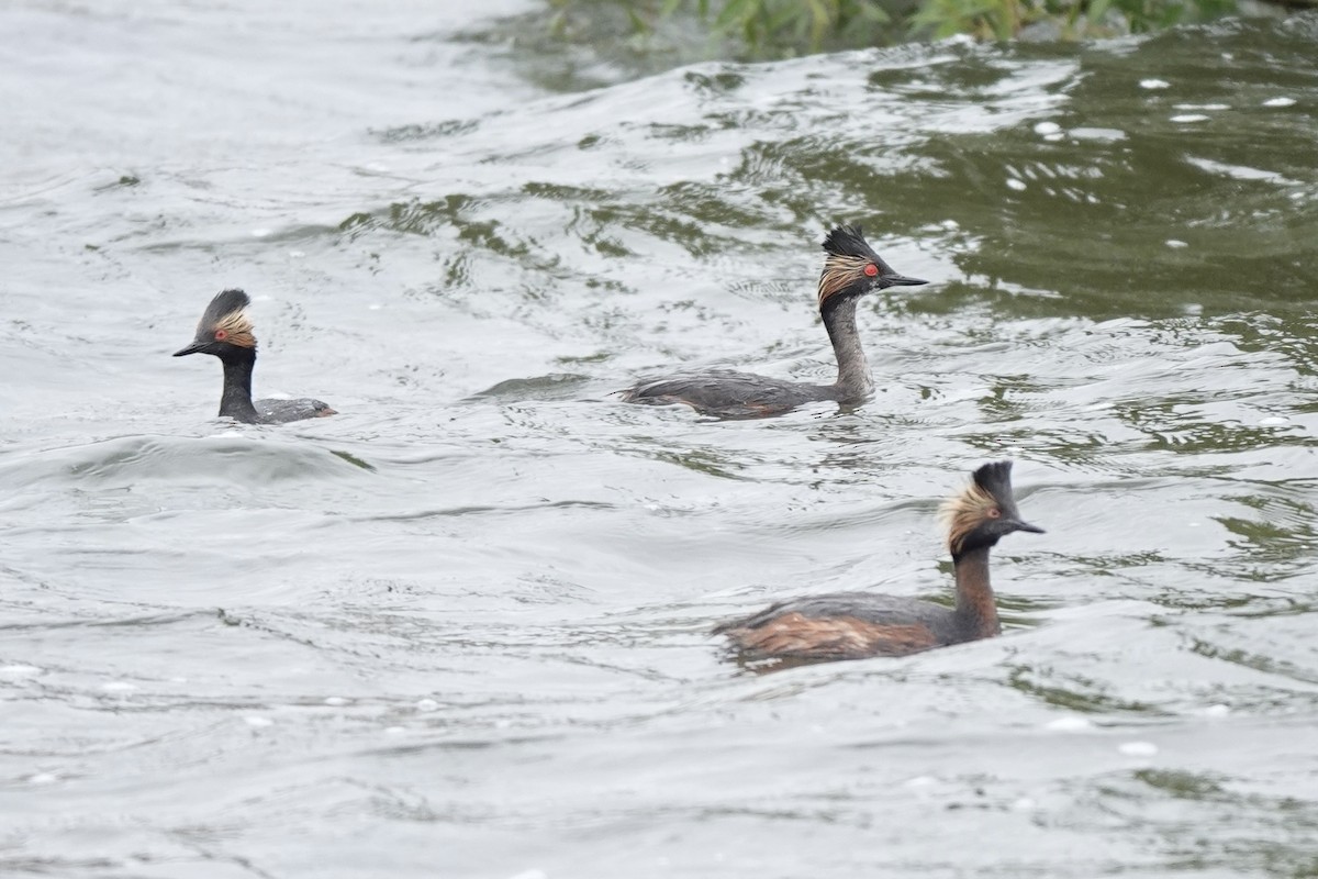 Eared Grebe - ML620185193