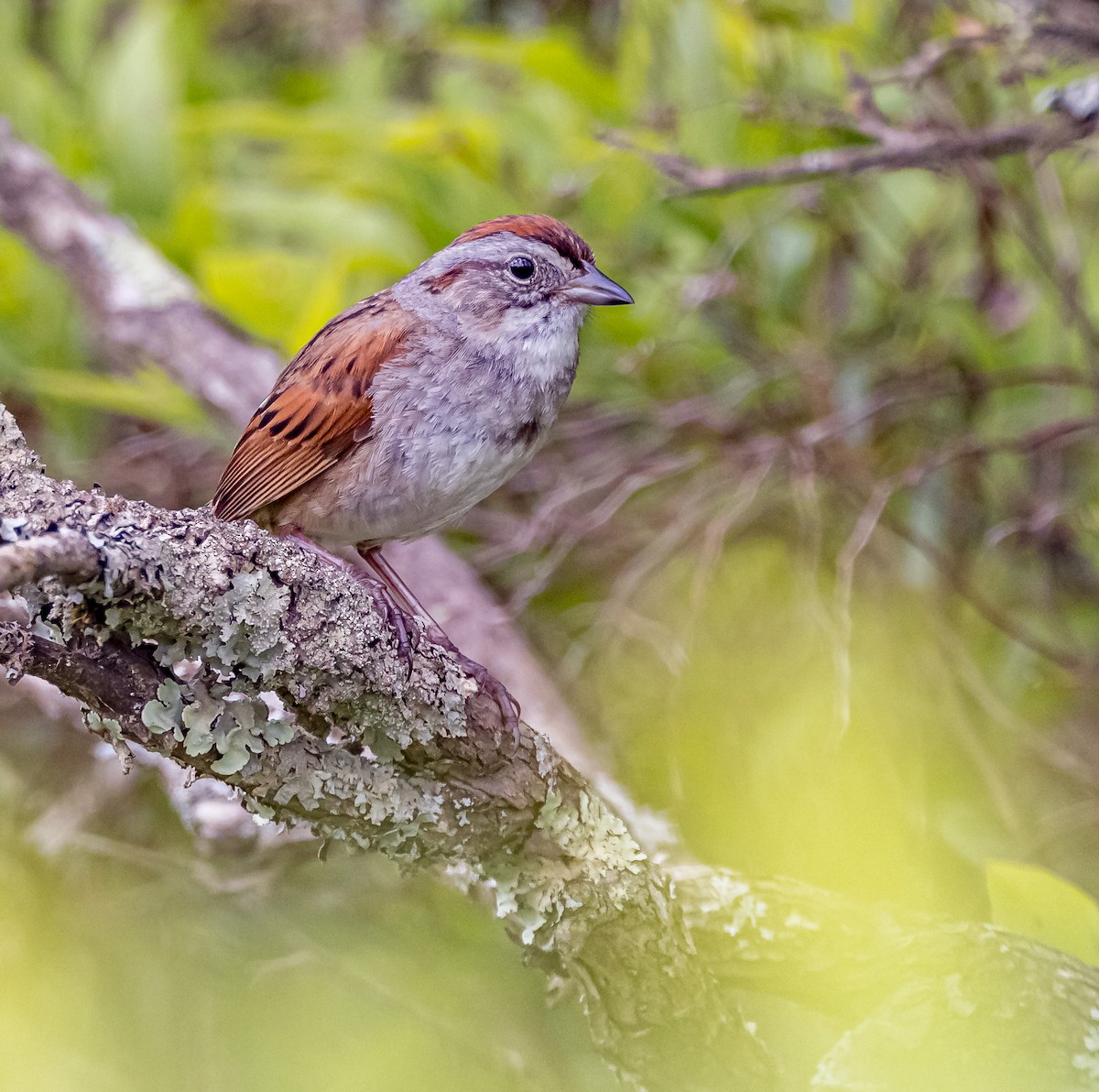 Swamp Sparrow - ML620185194