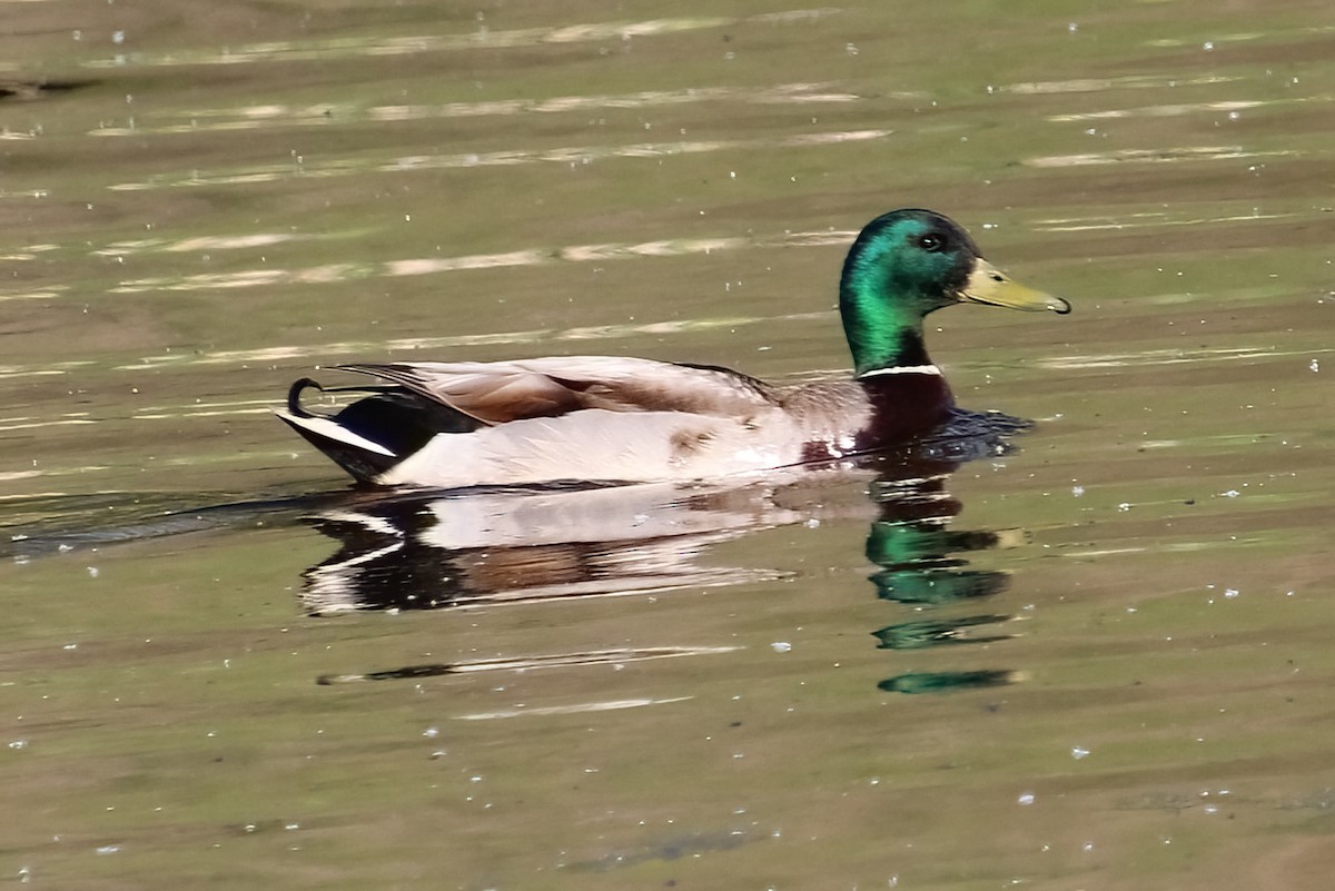 Mallard - ML620185196